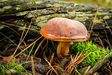 Detail of small Imleria badia mushroom, forest in western Slovakia.
