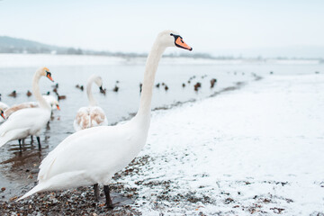Group of beautiful white swans on riverside in winter day.