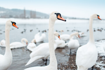 Obraz premium Group of beautiful white swans on riverside in winter day.