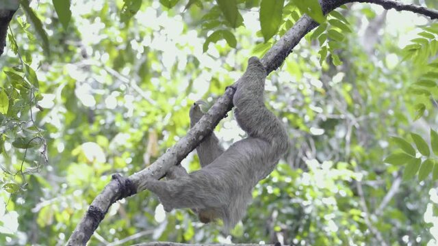 sloth climbing on a tree in Costa Rica rainforest 