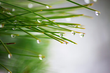 water drops on the green spruce tree needles