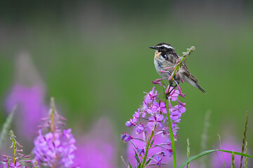 Male whinchat (Saxicola rubetra) sitting on a flower looking for food.