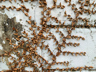 Dry tridax daisy on white wall