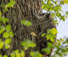 Raccoon in tree