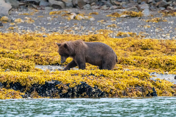 Young coastal brown bear (Ursus arctos) foraging for food on a beach in the Katmai NP, Alaska