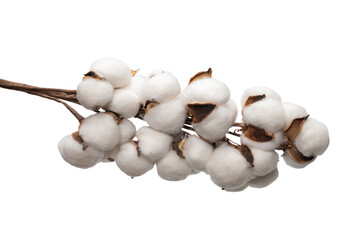 Cotton flower branch isolated on white background.