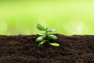 Young green sprout in the ground on white.
