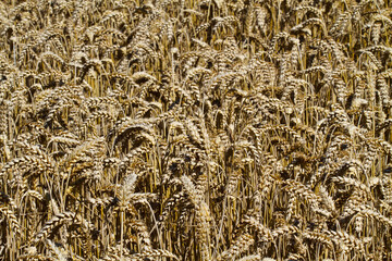 Natural background: Wheat field, dry crop almost ripe and ready for harvest