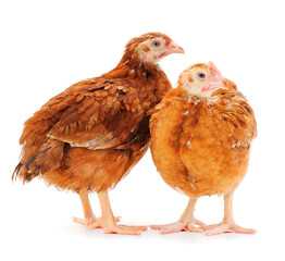 Brown hens isolated.