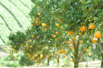 orange or orange farm, orange tree