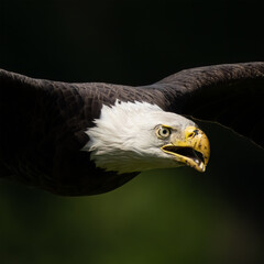 Close up of a beautiful Bald Eagle that flew by just after eating a fish. (Version 1)