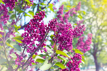 lilac flowers close-up. background with spring lilac flowers in the park. blooming lilac bush in spring.