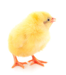 Little chicken isolated.
