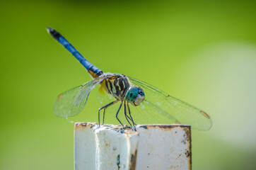 dragonfly on a pole