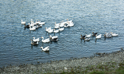 Ducks and geese in the countryside