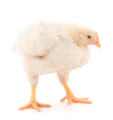 Chicken or young broiler chickens.