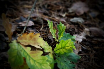 Mossy log and autumn leaves woodland 