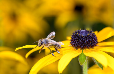 Bee - Apis mellifera - pollinates Rudbeckia fulgida
