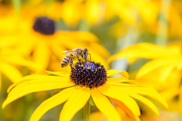 Bee - Apis mellifera - pollinates Rudbeckia fulgida