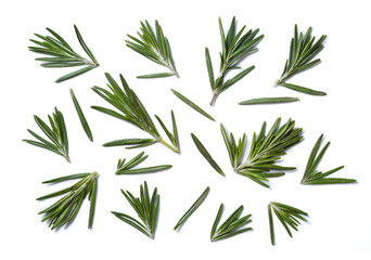 Rosemary twig and leaves on white background. Top view