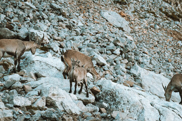 Ibex family in the wild in the Alpstein region in Appenzell