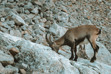 Ibex in the wild in the Alpstein region in Appenzell