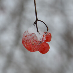 Rote Beeren - zu Eis gefroren und schneebedeckt im Winter