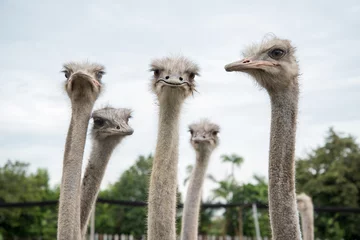 Fototapeten portrait of  group of ostrich © Jose