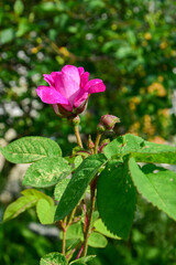 Blooming rosehip Bud in the summer garden