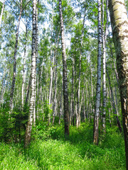 summer Russian birch grove under the sun