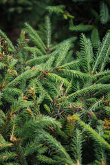 Fir tree brunch close up. Shallow focus. Fluffy fir tree brunch close up. Christmas wallpaper concept. Copy space.