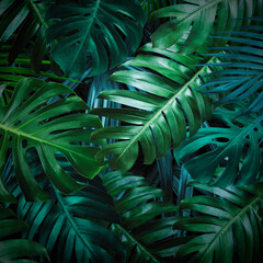 Obraz na płótnie Canvas Full Frame Shot Of Palm Leaf