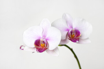 pink orchid flowers on white background