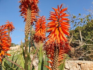 Aloe arborescens, the&nbsp;krantz aloe&nbsp;or&nbsp;candelabra aloe, is a&nbsp;species&nbsp;of flowering&nbsp;succulent&nbsp;perennial plant&nbsp;that belongs to the&nbsp;genus&nbsp;Aloe. Orange flowers.