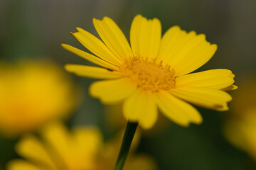beautiful yellow flower wallpaper. Glebionis segetum in summer breeze. Roadside flowers. yellow flower background.