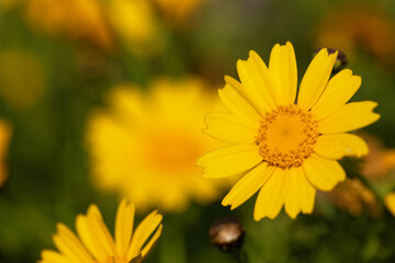 beautiful yellow flower wallpaper. Glebionis segetum in summer breeze. Roadside flowers. yellow flower background.