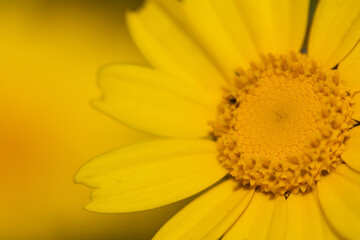 beautiful yellow flower wallpaper. Glebionis segetum in summer breeze. Roadside flowers. yellow flower background.