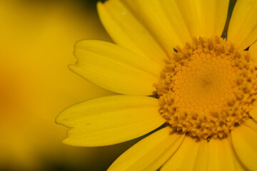 beautiful yellow flower wallpaper. Glebionis segetum in summer breeze. Roadside flowers. yellow flower background.