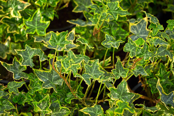 Common ivy leaves ,Hedera helix	