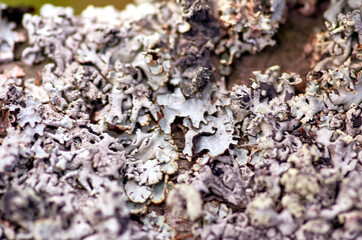 lichen on a tree