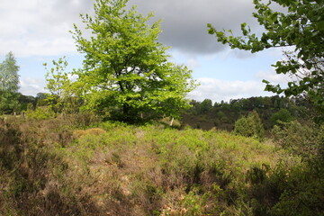 Frühlingstag in der Lüneburger Heide bei Behringen