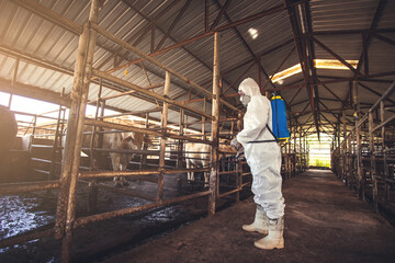 Fototapeta na wymiar Spraying disinfectant for protection pandemic of disease in cattle farm.