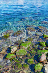 静岡県沼津市西浦　岩海苔の生えた海岸