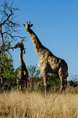Girafe, Giraffa Camelopardalis, Parc national Kruger, Afrique du Sud