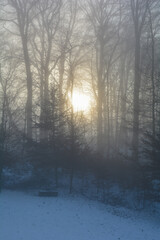 Sunrise behind forest with snow