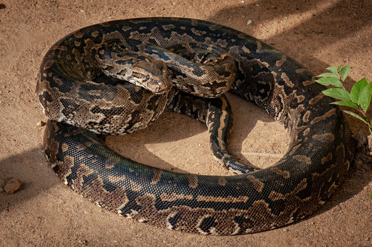 African rock python