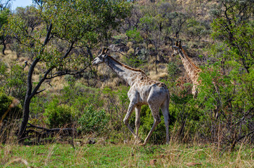 Girafe, Giraffa Camelopardalis, Parc national Kruger, Afrique du Sud