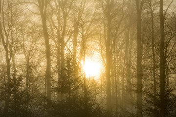 Fototapeta na wymiar Romantic sunrise behind tall trees with fog in winter