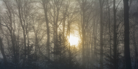 Sunrise behind tall trees with fog on a winter day