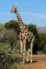 Girafe, Giraffa Camelopardalis, Parc national Kruger, Afrique du Sud